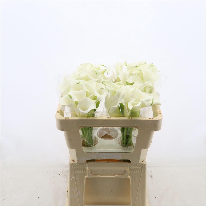 <h4>Calla Whitehorse</h4>