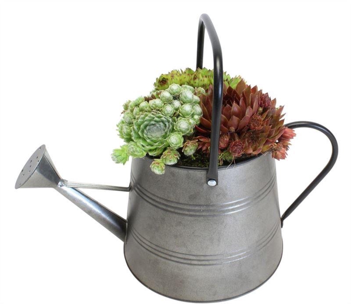 <h4>4085 GIETER L SEMP</h4>