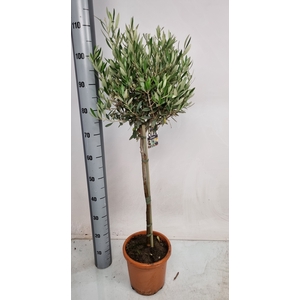 OLEA EUROPAEA