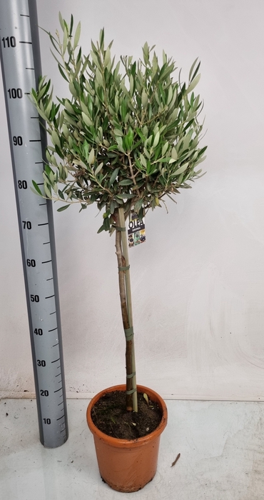 <h4>OLEA EUROPAEA</h4>