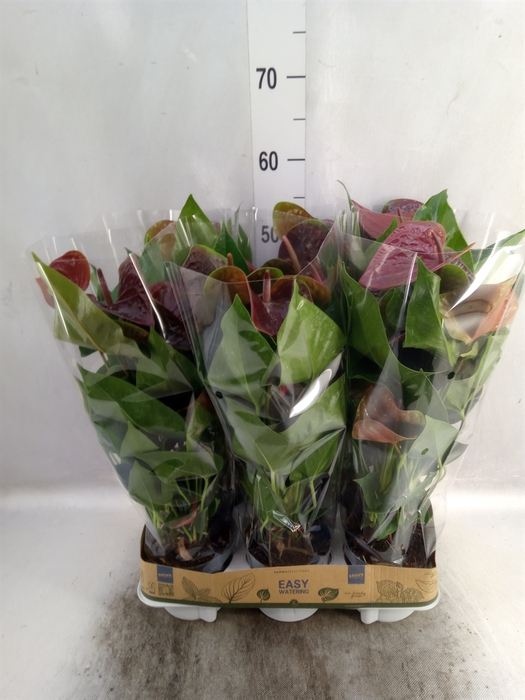 <h4>Anthurium  'Black Love'</h4>