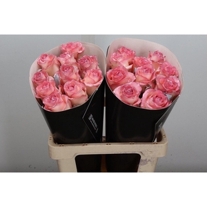 Wax-Rozen Wax Classic Oceana