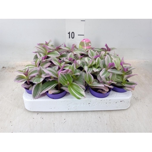 Tradescantia cerinth. 'Nanouk'