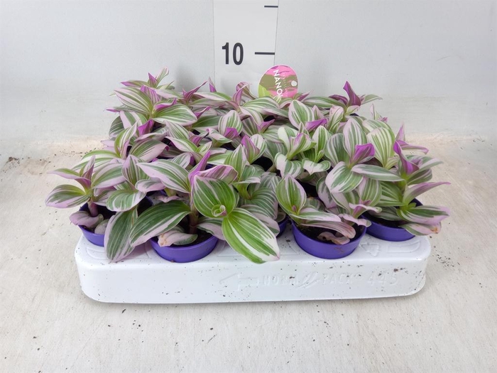 <h4>Tradescantia cerinth. 'Nanouk'</h4>