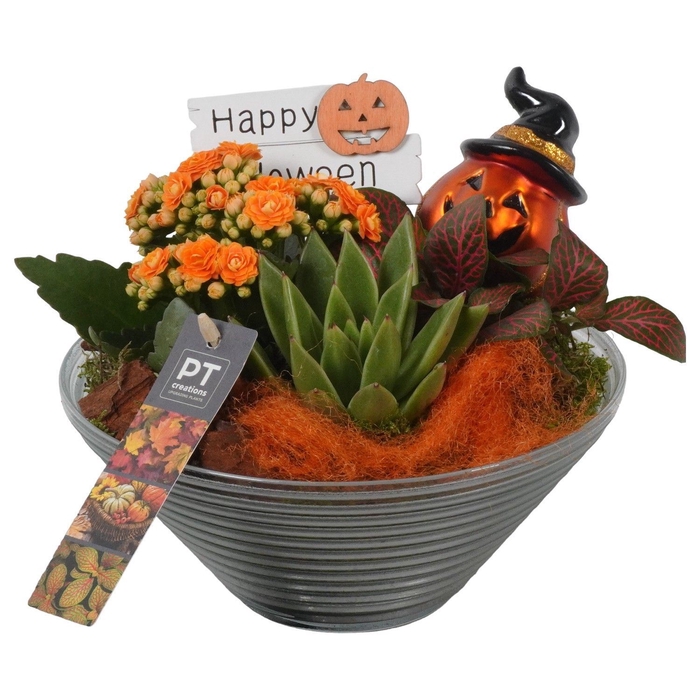 <h4>Arr.    Planten  L%</h4>