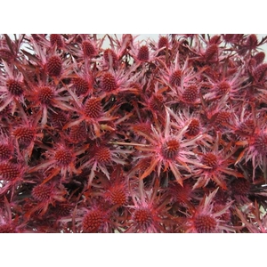 Eryn Orion Bordeaux L50