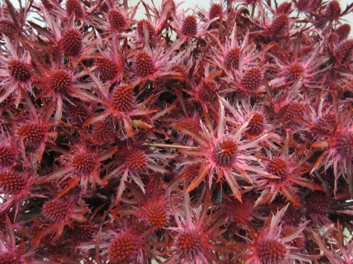 <h4>Eryn Orion Bordeaux L50</h4>