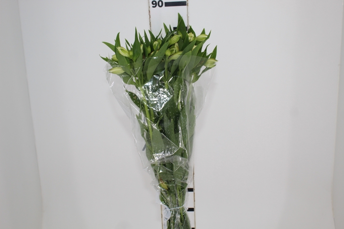 <h4>ALSTROEMERIA AKEMI 080 CM</h4>