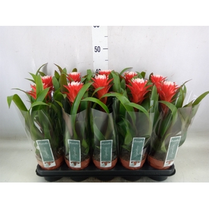 Guzmania  'Hope'