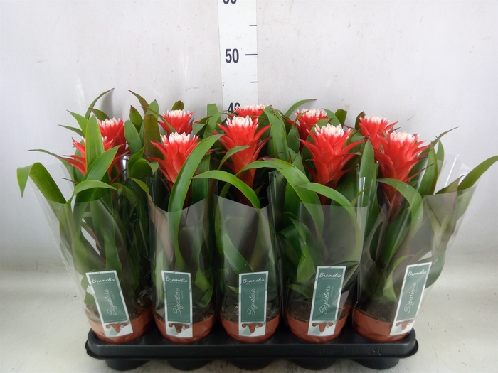 <h4>Guzmania  'Hope'</h4>