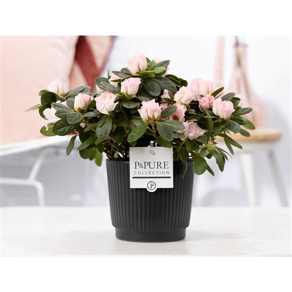 <h4>1st class Azalea pink in P&PURE Liv ceramics matt black</h4>