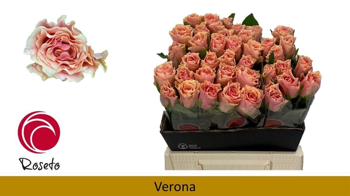 <h4>R Gr Verona</h4>