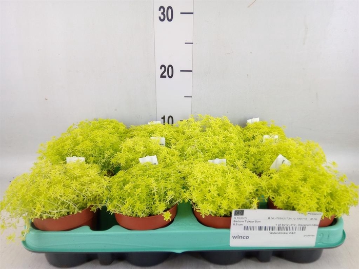 <h4>Sedum   ...</h4>