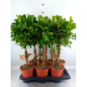 Ficus microcarpa 'Moclame'