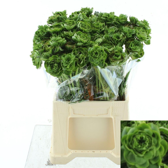 <h4>RANUNCULUS OV</h4>