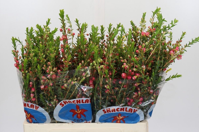 <h4>Chamecordia Rey</h4>