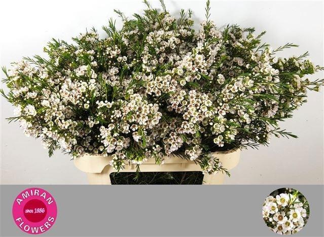 <h4>Chame Un Eve White 80cm</h4>