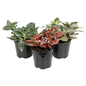 FITONIA FOLHA FINA P06