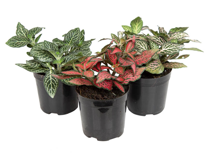 <h4>FITONIA FOLHA FINA P06</h4>