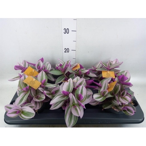 Tradescantia cerinth. 'Nanouk'