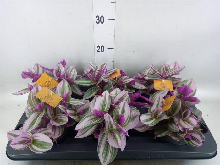 <h4>Tradescantia cerinth. 'Nanouk'</h4>
