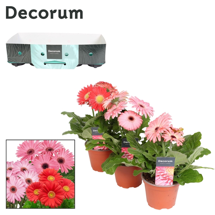 <h4>Gerbera 2+bl. 12cm rose  met kraag Decorum</h4>