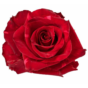 R Gr Red Panther Red 50cm EC