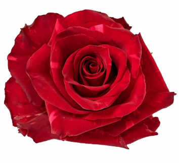 R Gr Red Panther Red 50cm EC