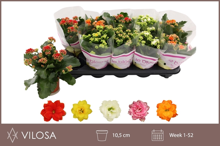 <h4>KAL GE GEM 5 KL</h4>