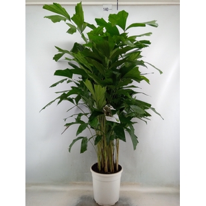 Caryota mitis