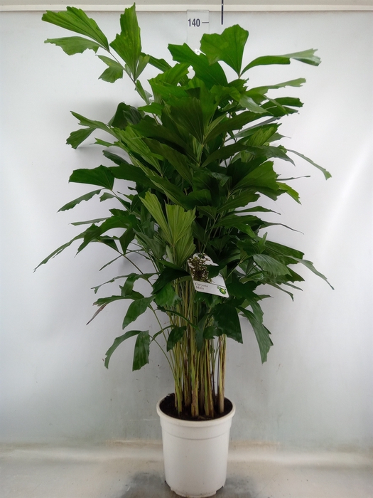 <h4>Caryota mitis</h4>
