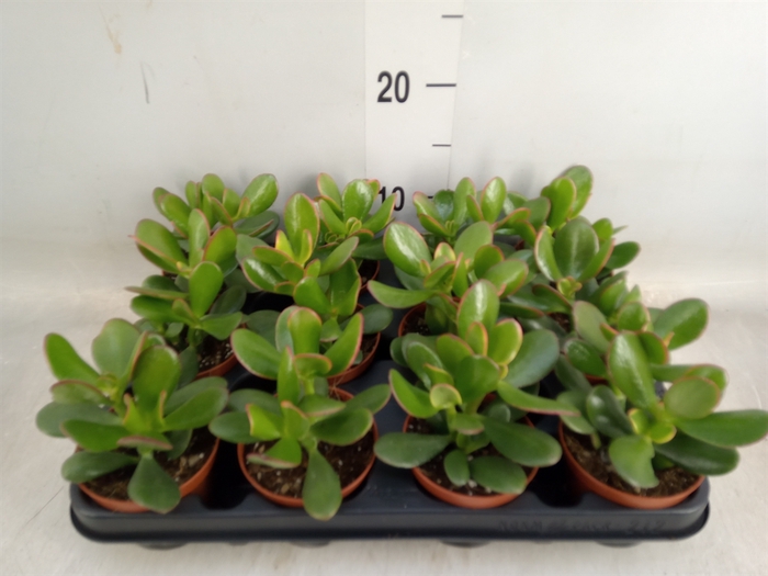 <h4>Crassula ovata 'Sunset'</h4>