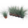Fest Glauca