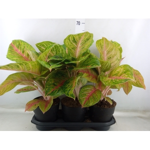 Aglaonema   ...
