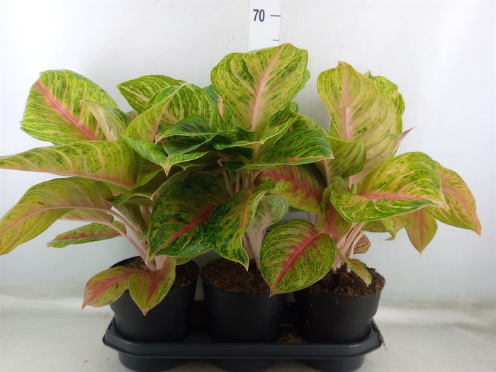 <h4>Aglaonema   ...</h4>