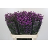 Aster Baby Pink