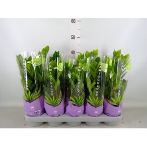 Zamioculcas zamiifolia