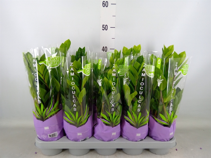<h4>Zamioculcas zamiifolia</h4>