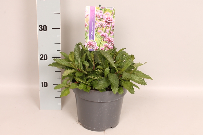 <h4>vaste planten 19 cm  Verbena bonariensis</h4>