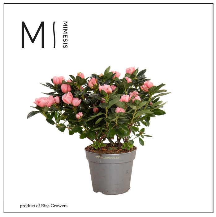<h4>Mimesis Azalea - 13cm Zalm</h4>
