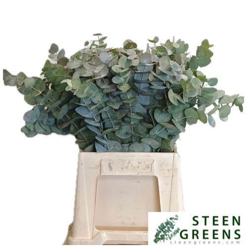 <h4>EUCA BRIDGESIANA</h4>
