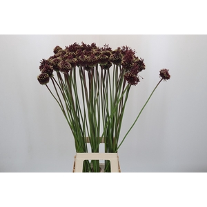 Allium Red Mohican