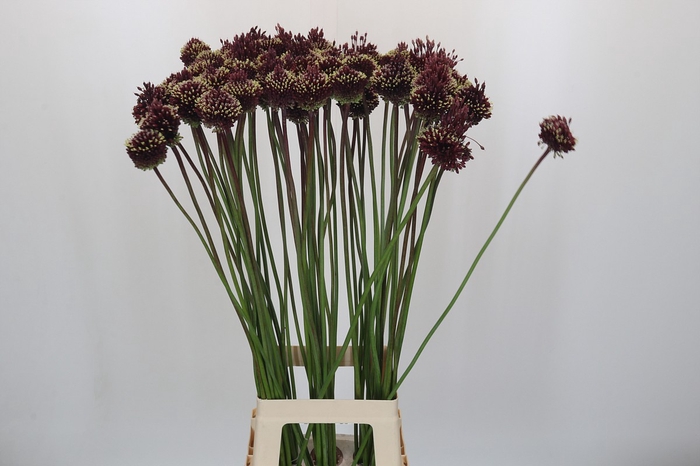 <h4>Allium Red Mohican</h4>