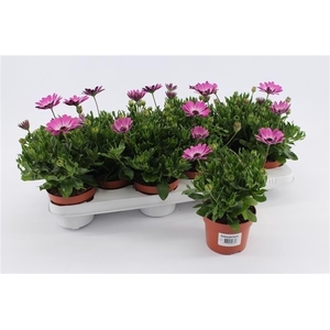 Osteospermum Purple White