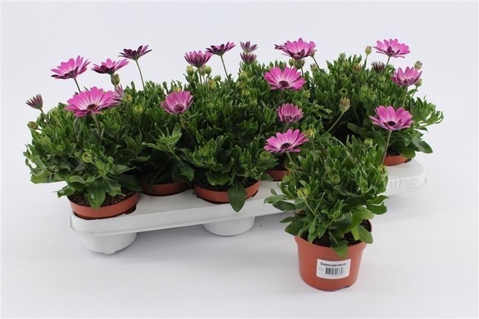 <h4>Osteospermum Purple White</h4>