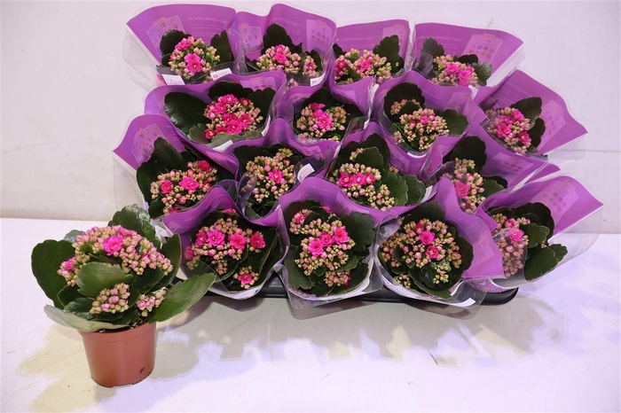 <h4>Kal Ge Don Victorio</h4>