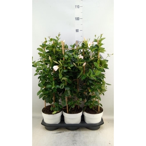 Mandevilla am. 'Sundav White'