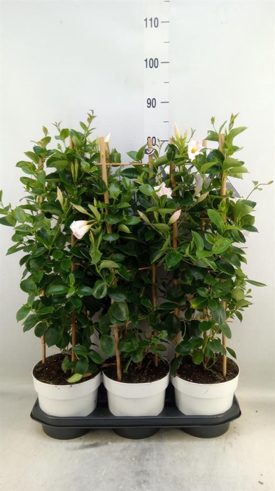 <h4>Mandevilla am. 'Sundav White'</h4>