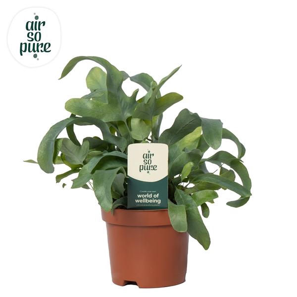 <h4>Phlebodium aureum 'Blue Star'</h4>