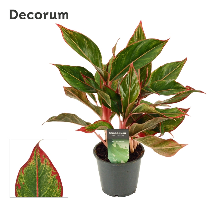 <h4>Aglaonema Siam Crete 12 cm (Decorum)</h4>
